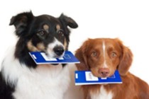 Изображение к новости Обязательная регистрация собак на территории городского округа Фрязино Московской области!