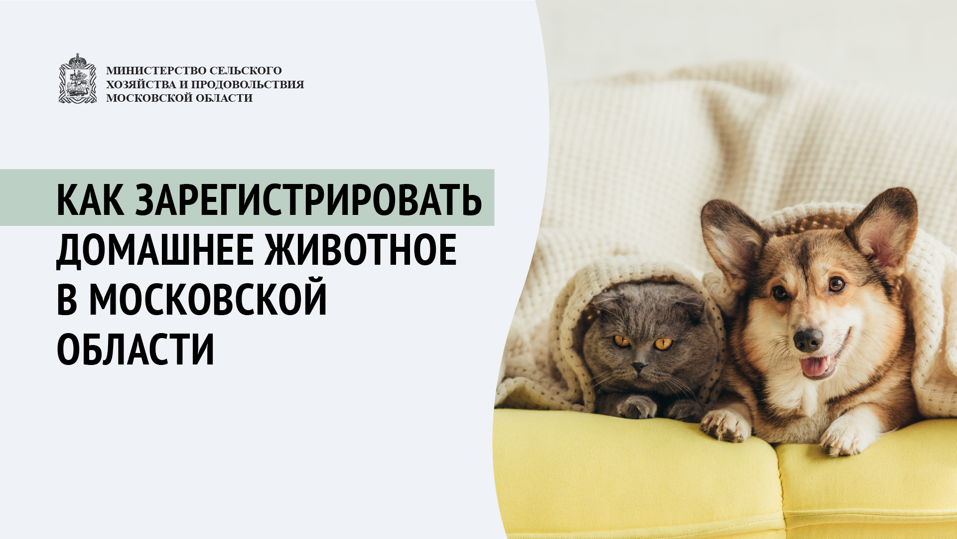 Закон о регистрации домашних животных в Московской области: требования и процедура