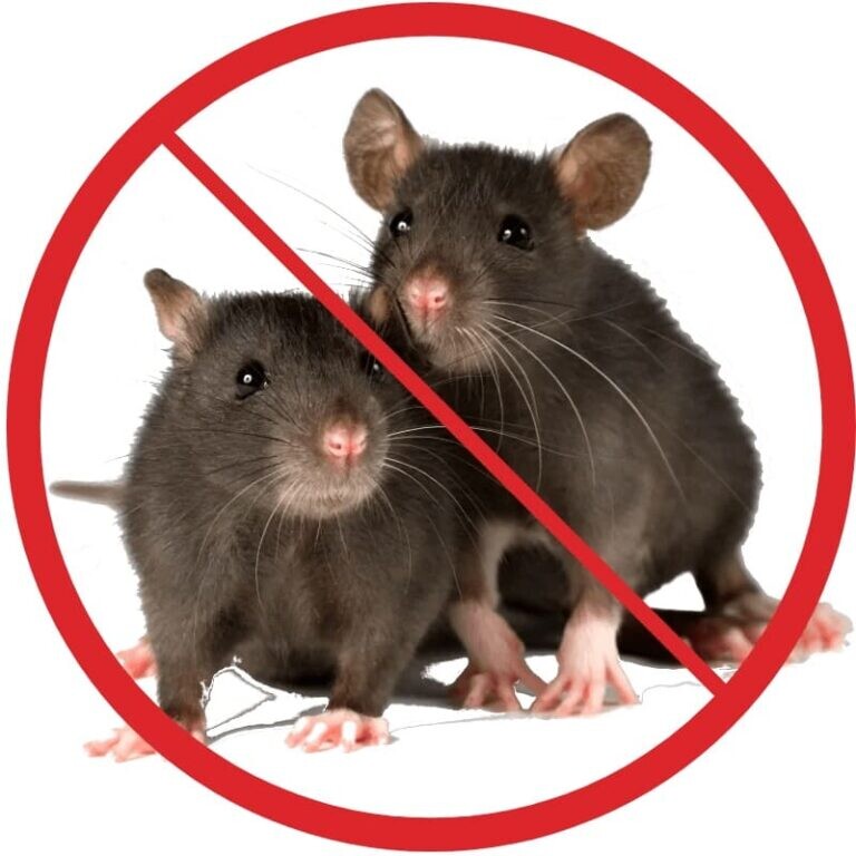 Источником инфекции ГЛПС в природе являются мышевидные грызуны (домовая мышь, лесные грызуны)